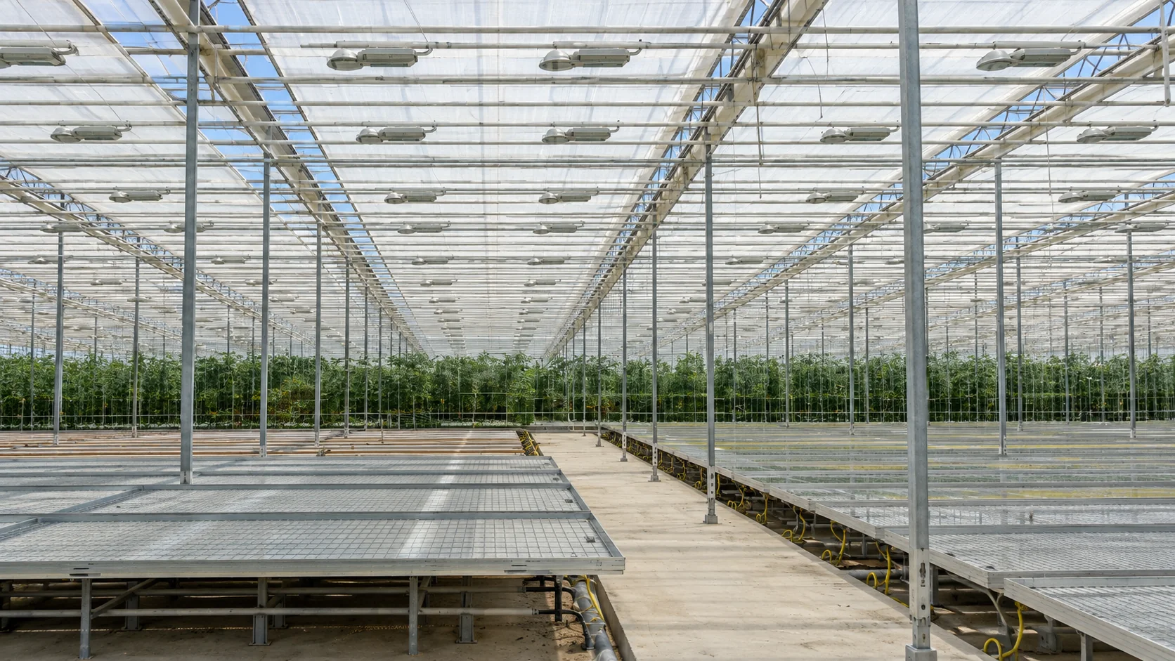 Система досветки и выращивания в тепличном комплексе Ecoculture Fields